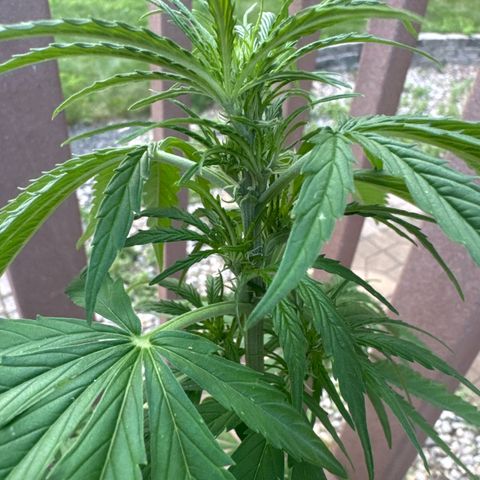 Apple Fritter growlog timeline photo