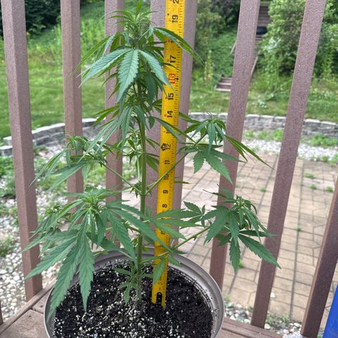 Apple Fritter growlog photo: 19 1/2 in