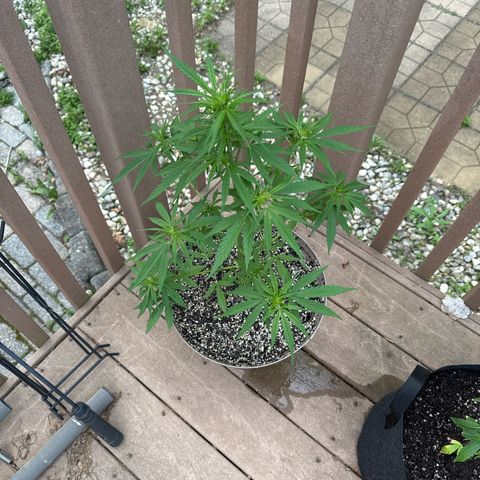 Apple Fritter growlog timeline photo
