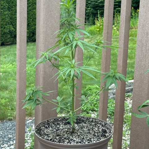 Apple Fritter growlog timeline photo