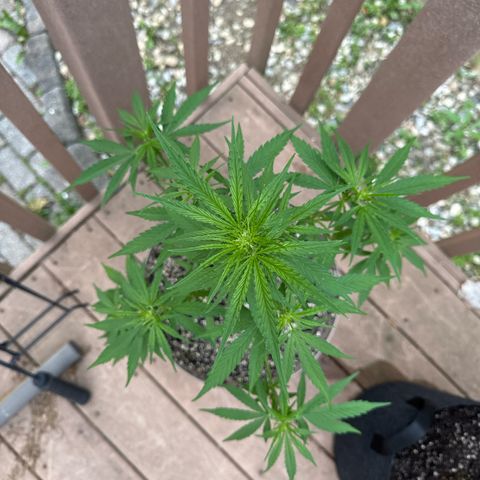 Apple Fritter growlog timeline photo