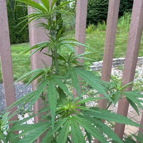 Apple Fritter growlog timeline photo