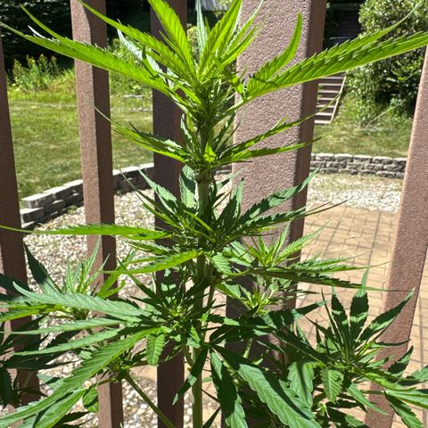 Apple Fritter growlog timeline photo