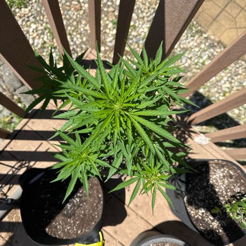 Apple Fritter growlog timeline photo