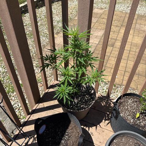Apple Fritter growlog timeline photo