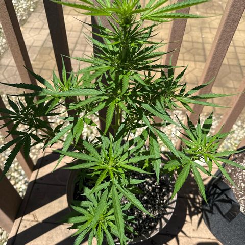 Apple Fritter growlog timeline photo