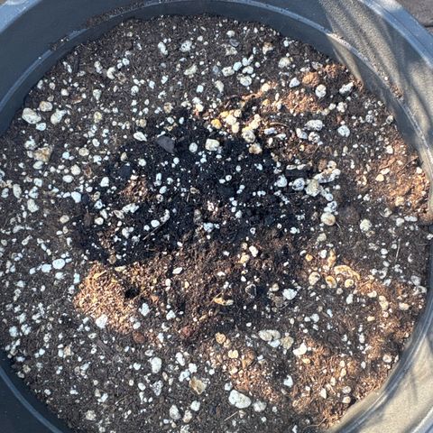 Apple Fritter #2 growlog timeline photo