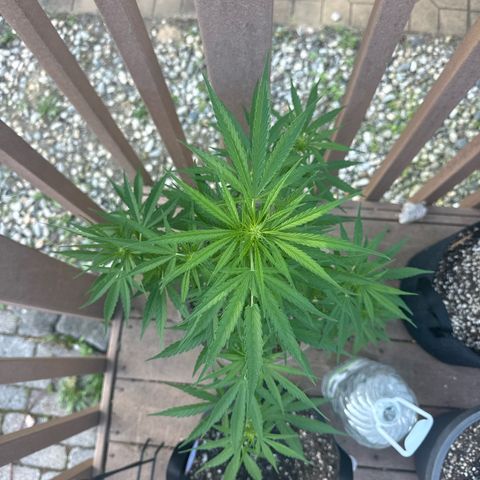 Apple Fritter growlog timeline photo