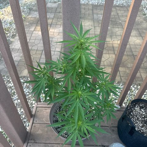 Apple Fritter growlog timeline photo