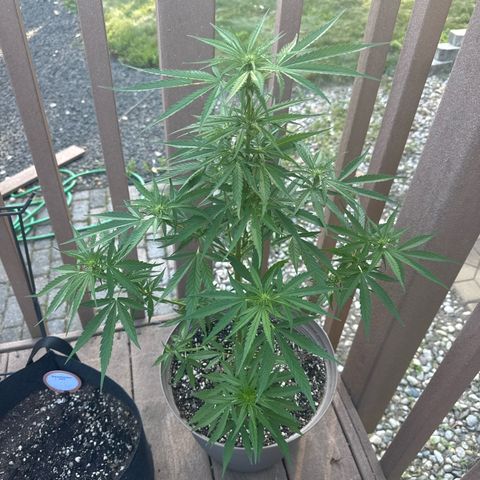 Apple Fritter growlog timeline photo