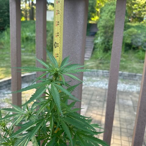 Apple Fritter growlog timeline photo