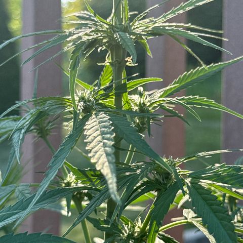 Apple Fritter growlog timeline photo