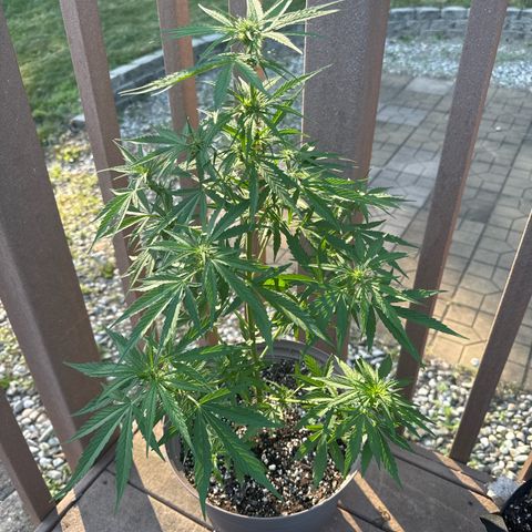 Apple Fritter growlog timeline photo