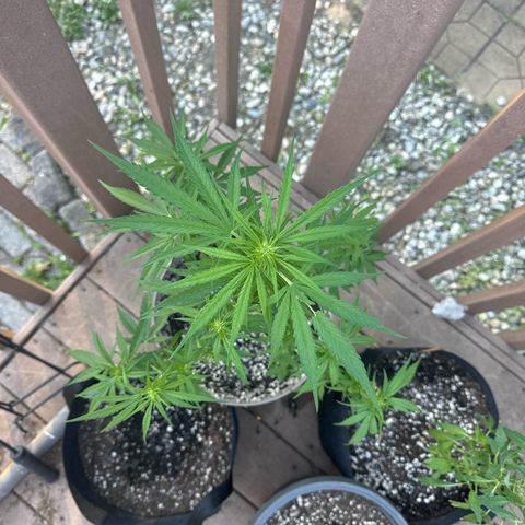 Apple Fritter growlog timeline photo