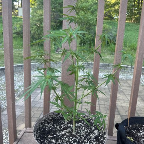 Apple Fritter growlog timeline photo