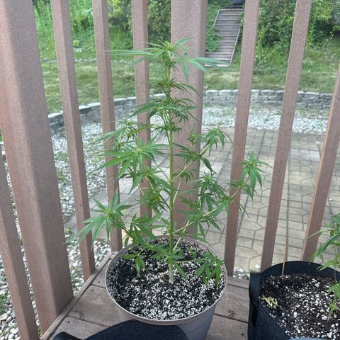 Apple Fritter growlog timeline photo