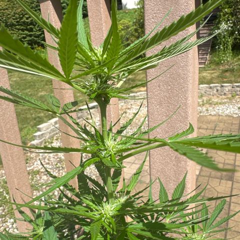 Apple Fritter growlog timeline photo