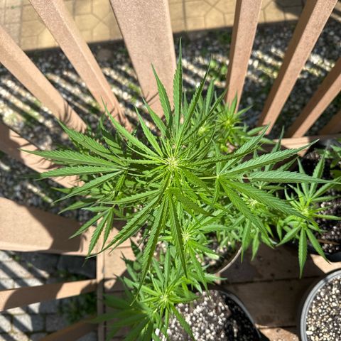 Apple Fritter growlog timeline photo