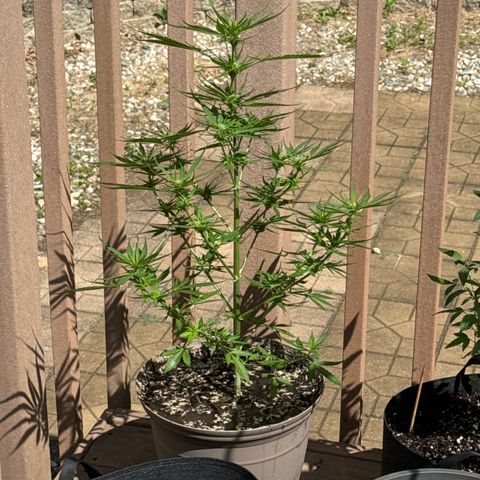 Apple Fritter growlog timeline photo