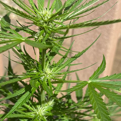 Apple Fritter growlog timeline photo