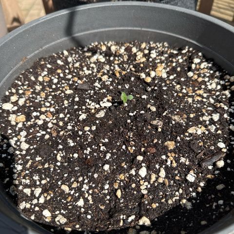 Apple Fritter #2 growlog timeline photo