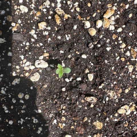Apple Fritter #2 growlog timeline photo