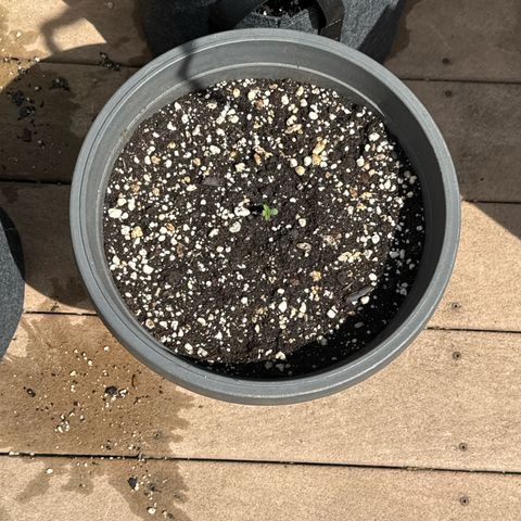Apple Fritter #2 growlog timeline photo