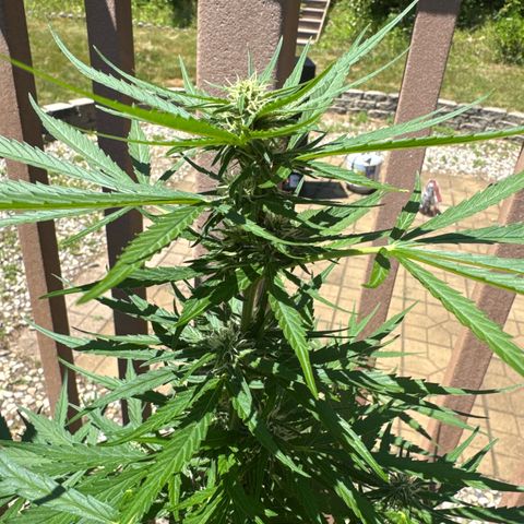 Apple Fritter growlog timeline photo