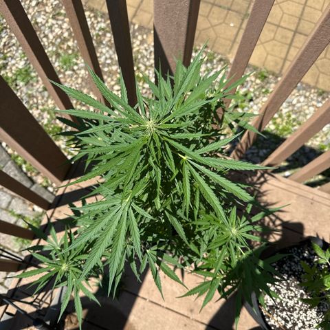 Apple Fritter growlog timeline photo