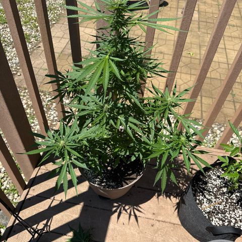 Apple Fritter growlog timeline photo
