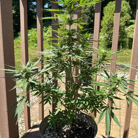 Apple Fritter growlog timeline photo
