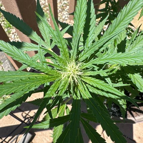 Apple Fritter growlog timeline photo