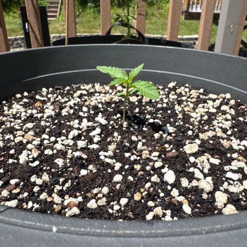 Apple Fritter #2 growlog timeline photo