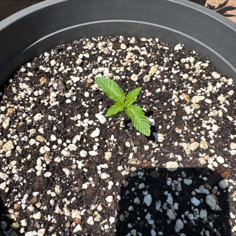 Apple Fritter #2 growlog timeline photo