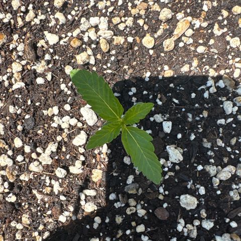 Apple Fritter #2 growlog timeline photo
