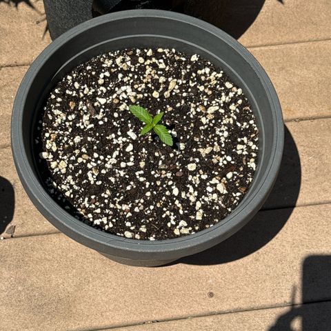 Apple Fritter #2 growlog timeline photo
