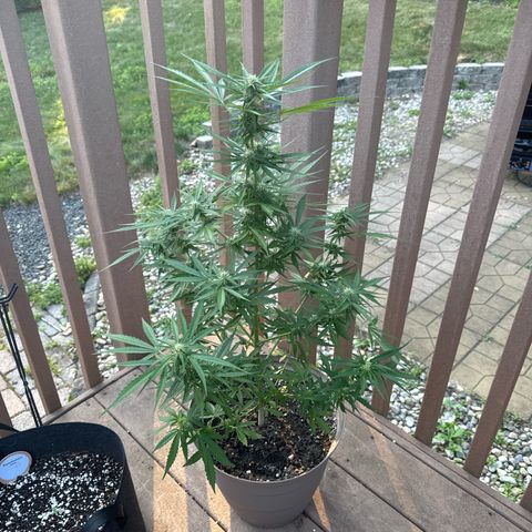 Apple Fritter growlog timeline photo