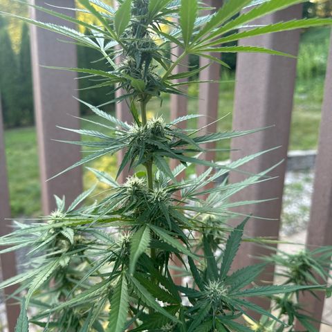 Apple Fritter growlog timeline photo