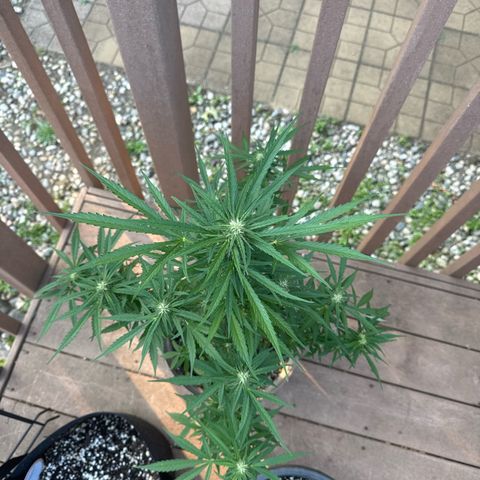 Apple Fritter growlog timeline photo