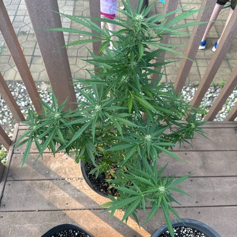 Apple Fritter growlog timeline photo
