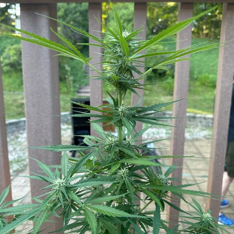 Apple Fritter growlog timeline photo
