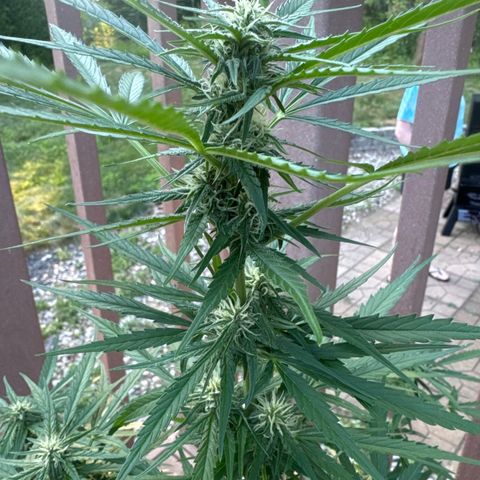 Apple Fritter growlog timeline photo