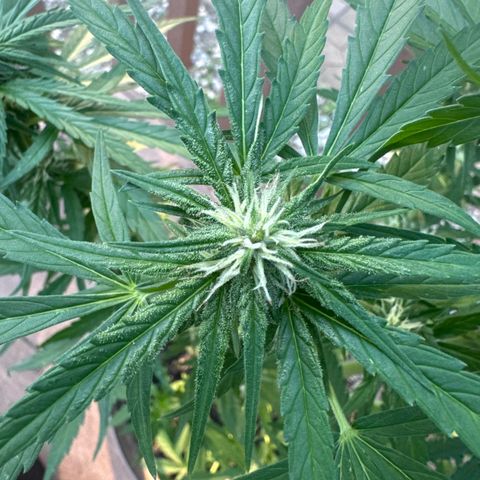 Apple Fritter growlog timeline photo