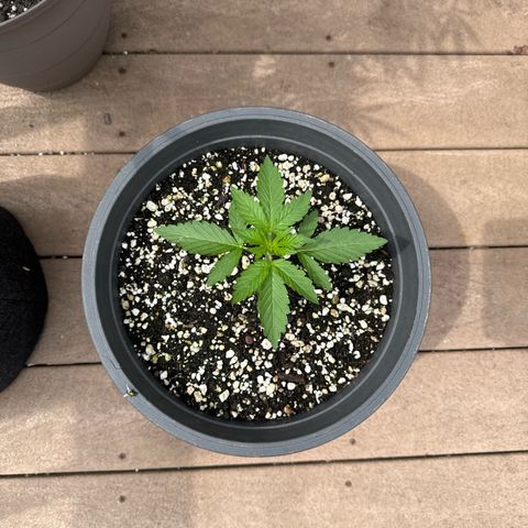 Apple Fritter #2 growlog timeline photo