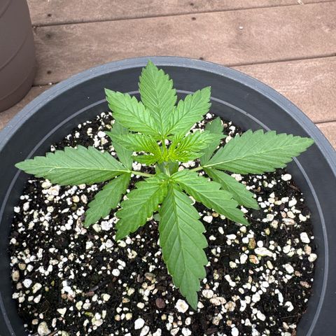 Apple Fritter #2 growlog timeline photo