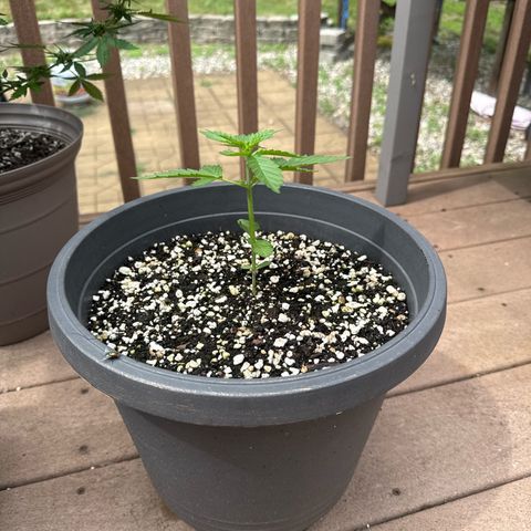 Apple Fritter #2 growlog timeline photo