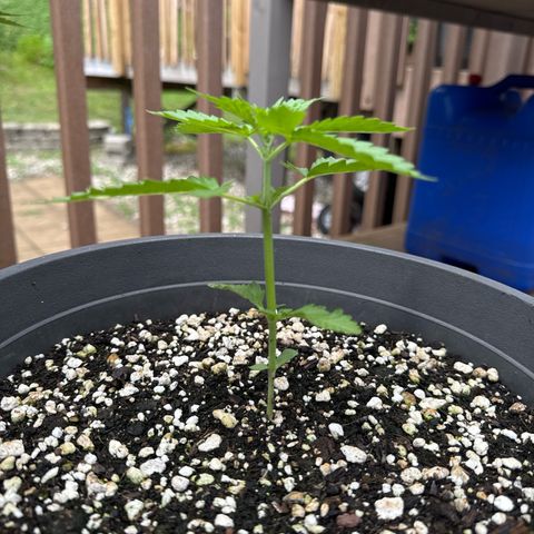 Apple Fritter #2 growlog timeline photo