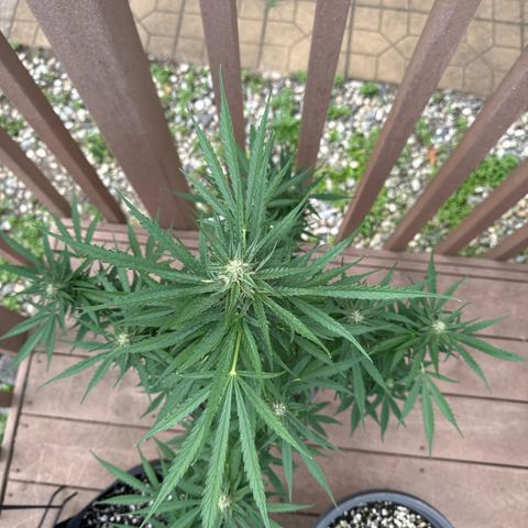 Apple Fritter growlog timeline photo