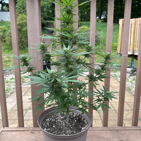 Apple Fritter growlog timeline photo