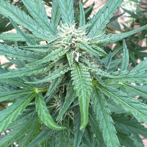 Apple Fritter growlog timeline photo